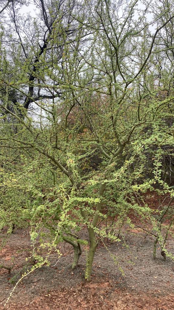 proyecto de corredor de los cedros