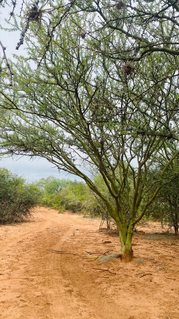 proyecto de chaguaral