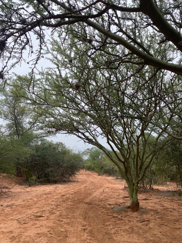 proyecto de bayer (chaco seco)