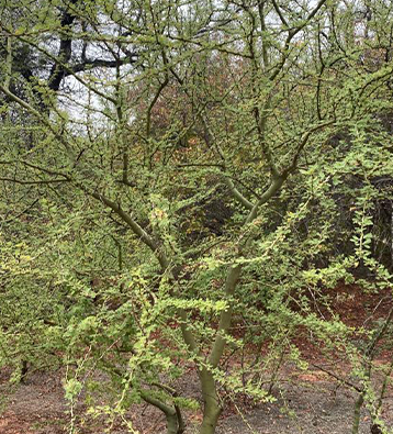 proyecto de corredor de los cedros