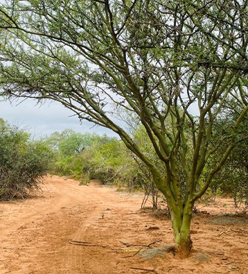 proyecto de chaguaral