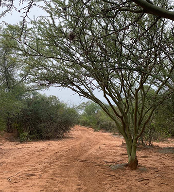 proyecto de bayer (chaco seco)