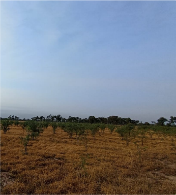 proyecto de santa bárbara (yungas)