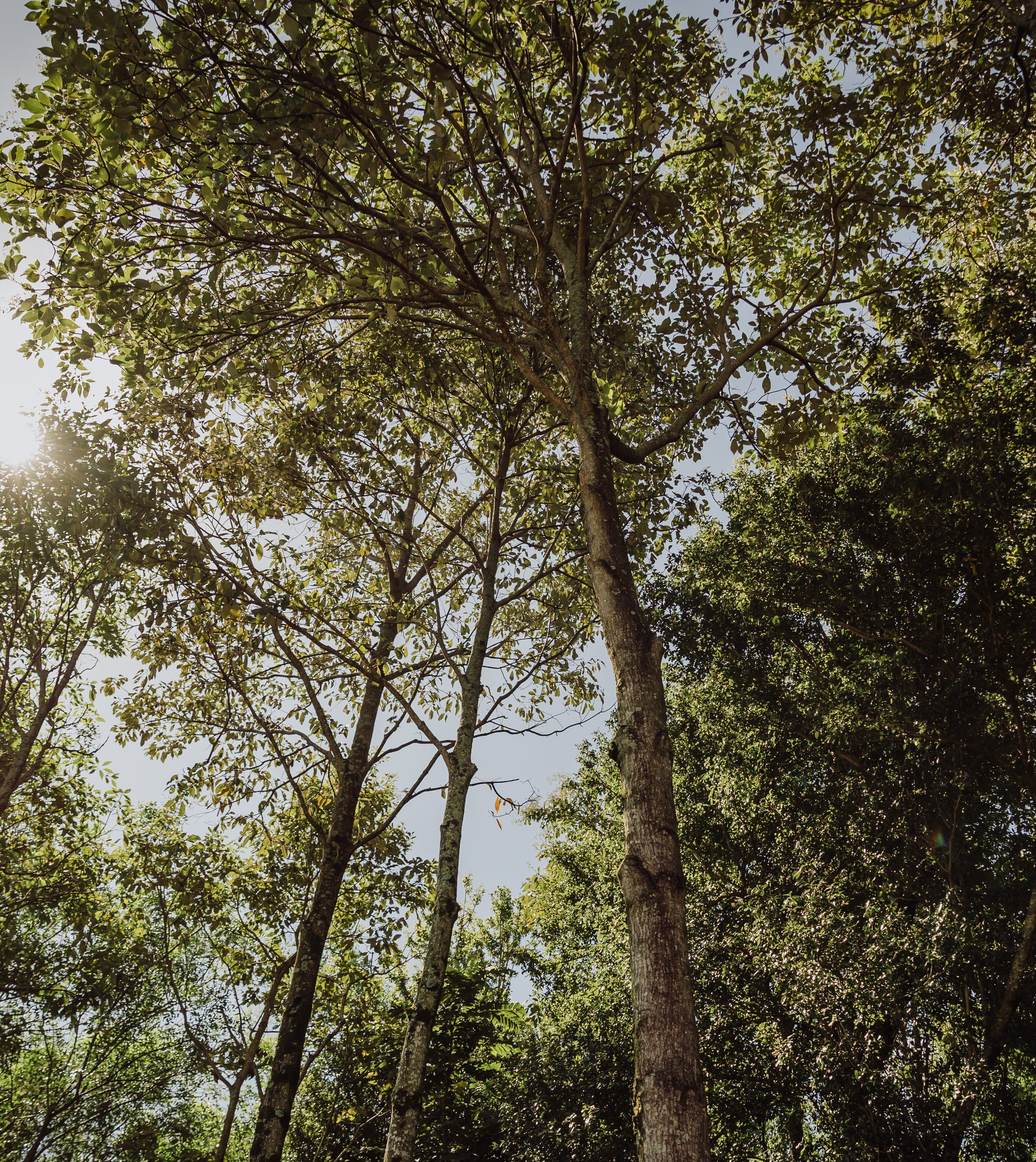 proyecto de santo domingo